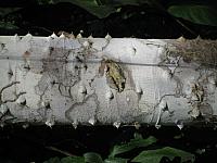 Posada Amazonas 126 spiny bark