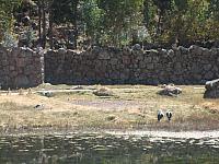 Bus to Puno 018 large birds
