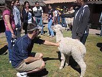 Bus to Puno 019 Ryan with alpaca
