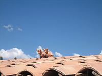 Bus to Puno 021 bulls on roof