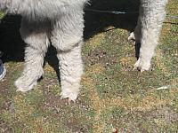 Bus to Puno 022 alpaca claws