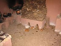 Bus to Puno 024 guinea pigs in kitchen