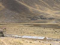 Bus to Puno 030 llama and alpaca herd