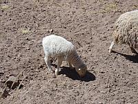 DSC01398 sheep
