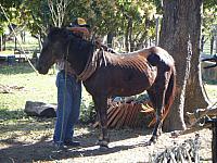 Andrea 07 27 2008 033 Hitching up the horse to the sugar can